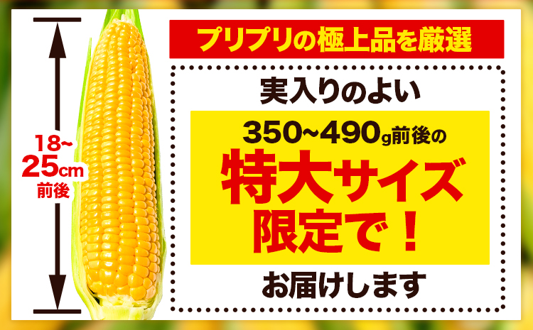 【特大】 とうもろこし 極甘 スイートコーン 「 ゴールドラッシュ 」 8.5kg 以上 20～22本 特大 サイズ《 7月 下旬- 9月 中旬頃出荷予定》 朝採れ 真空予冷 冷蔵 高糖度 先行予約 