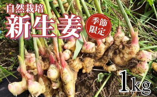 
            自然栽培 新生姜 1kg 高知県産
          