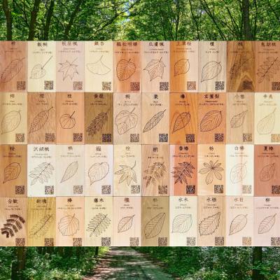 ふるさと納税 下呂市 広葉樹見本帳「森の響」(広葉樹40種類のサンプル板 60×110mm(板)40枚)【50-1】 |  | 01