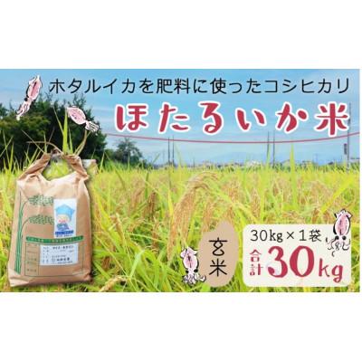 ふるさと納税 滑川市 【ほたるいか米】玄米　30kg