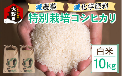 【先行予約】【令和8年産 新米】減農薬・減化学肥料の特別栽培コシヒカリ 白米 10kg（5kg×2）農家直送