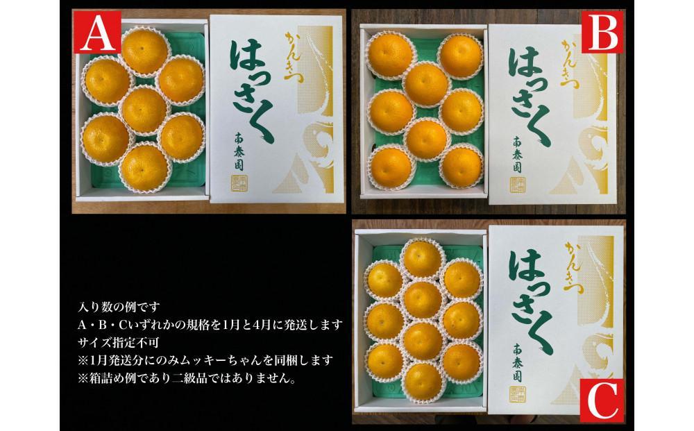 1・4月発送 全2回 定期便 はっさく マニア 貯蔵 ＆ 木成完熟  傷あり 二級品 7 ～ 10玉 化粧箱 和歌山 有田 南泰園  	BS182_イメージ4