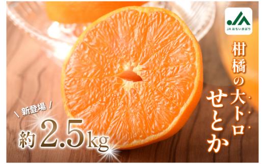 【先行予約】せとか（家庭用）レギュラー箱 約2.5kg【KC00770K3】
