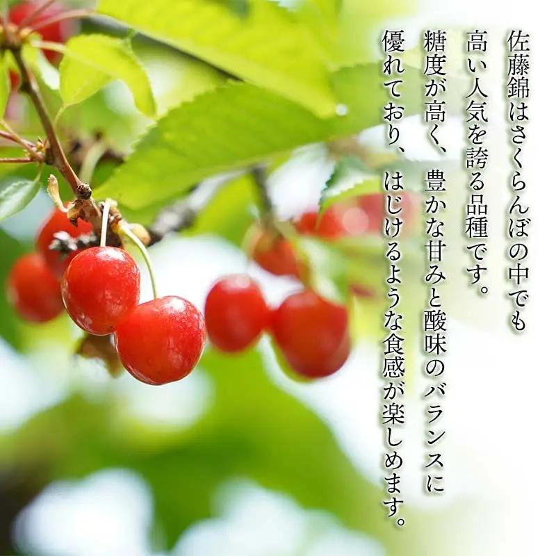 【令和9年産先行予約】こだわりのさくらんぼ「佐藤錦」（Lサイズ以上）バラ詰め 500g いまいのさくらんぼ園 K-935