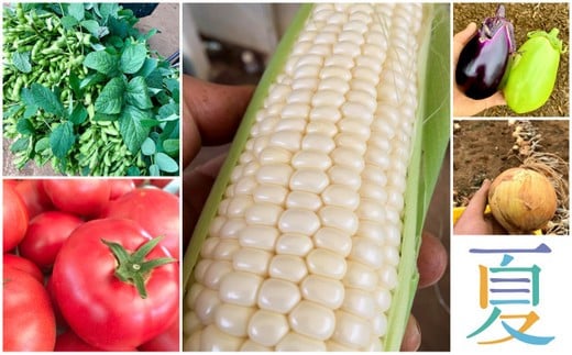 夏の野菜は玉ねぎ、枝豆、ナス、トマト、キュウリ、オクラ、ピーマン、しょうが、ツルムラサキ、とうもろこし etc