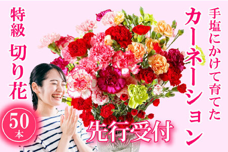 【母の日にも！】切花 50本 箱詰め 鮮度が自慢 産地直送 高級 茎丈 65cm 母の日 フラワーギフト 生花 【西九州させぼ地域商社 & 黒髪カーネーション】カーネーション ギフト プレゼント