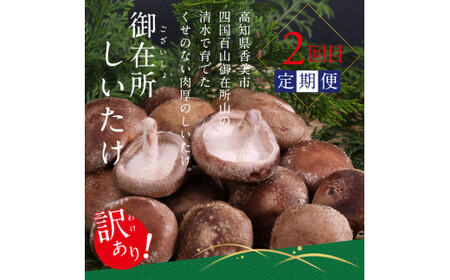 土佐味堪能5ヶ月香美市コラボ定期便（1回目「訳ありカツオのたたき」約1.5kg／2回目「訳あり御在所しいたけ」350g／3回目「ビンチョウマグロ漬け丼の素」80g×5P／4回目「土佐和牛特選濃厚牛バラ