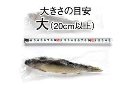 豊橋の新鮮な地下水の流れの中で健康に育てた『しずかのあゆ』冷凍１０尾セット