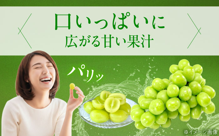 【先行予約】シャインマスカット 約2kg1箱（4房〜6房）＜2026年8月中旬から発送＞/ シャインマスカット マスカット ますかっと ぶどう ブドウ 葡萄 愛媛県 愛媛 内子町 フルーツ 果物 送料