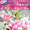 【ふるさと納税】ユリ（オリエンタルリリー）7本セット　高知県安芸市「福田園芸」ゆり　オリエンタル・ハイブリット　大輪で香りが良く、ユリの王様、女王と呼ばれています　ギフトにもおすすめ　プレゼント　送料無料