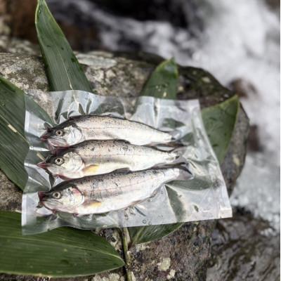 ふるさと納税 美作市 渓流の女王　アマゴ(冷凍24尾入り)