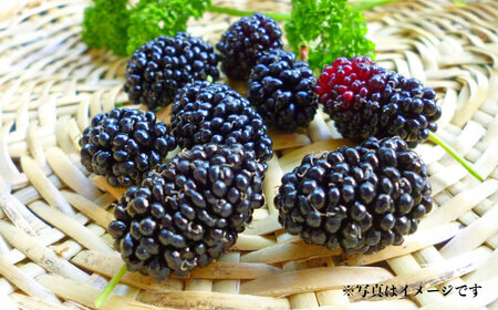 発酵桑の実 ジャム 3個セット（100g×3） 【株式会社 峯樹木園】[AYBM012]