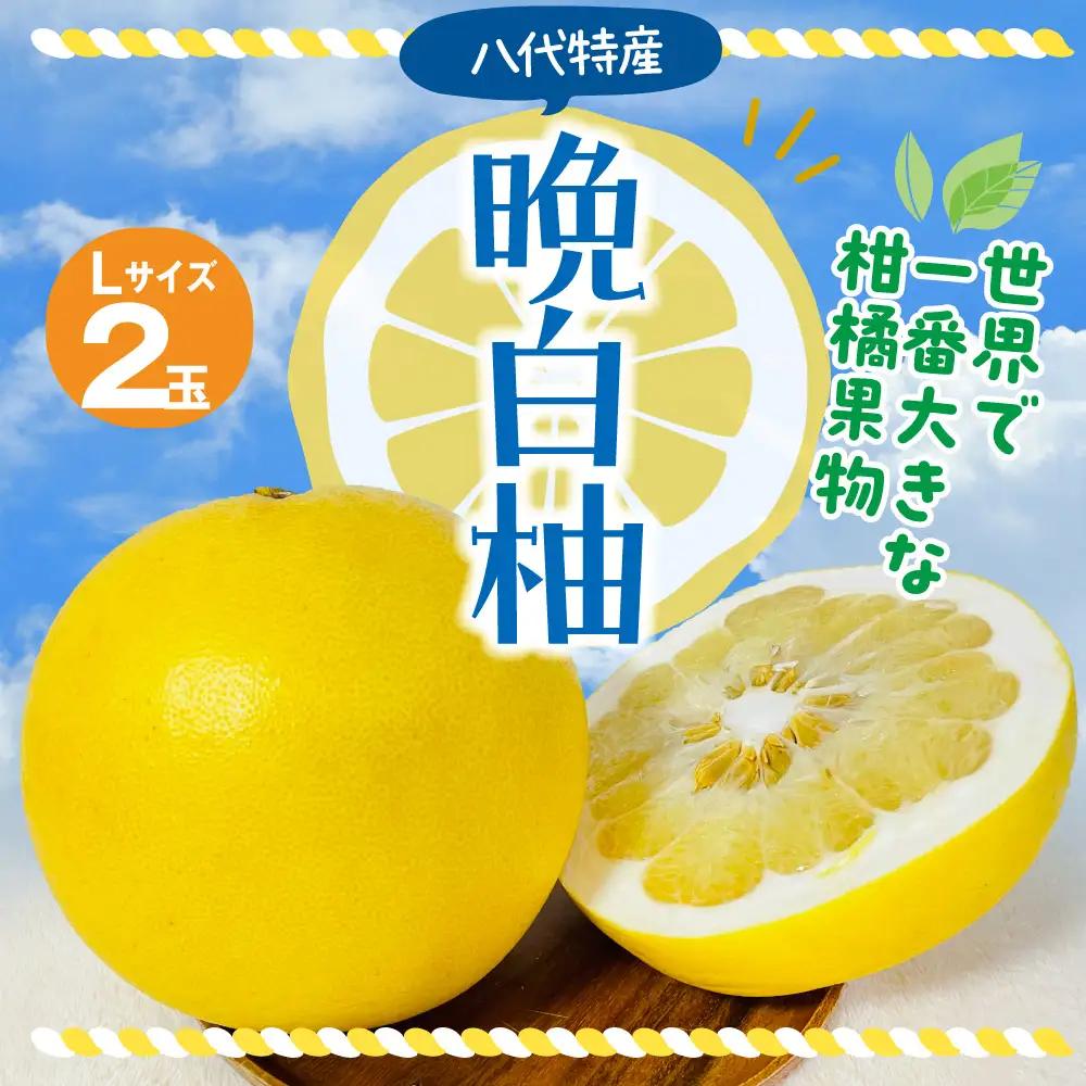 【先行予約】 晩白柚 Lサイズ 2玉 ばんぺいゆ 【2026年12月上旬より順次発送】
