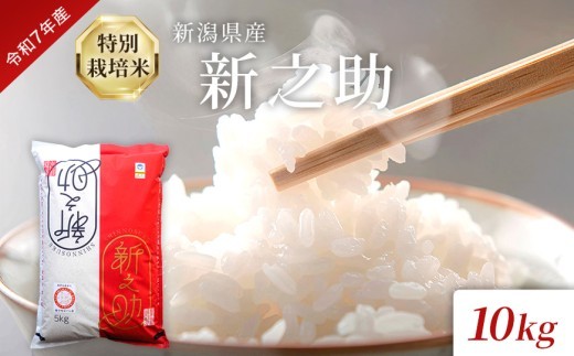 令和7年度産 新潟県産特別栽培米新之助（白米）10kg
