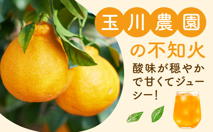 果実そのままの味わい！不知火100％ジュース 720ml×4本　愛媛県大洲市/玉川農園 [AGBC001]みかん オレンジ フルーツ ミカン 果物 かき氷 みかんジュース 愛媛みかん こたつ みきゃん