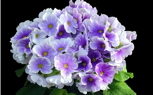 【先行受付1月7日より発送 数量・期間限定】プリムラ オブコニカ タッチミー 5号鉢×3鉢 3色おまかせセット 【鉢花 ふるさと納税 プリムラ】(H069114)