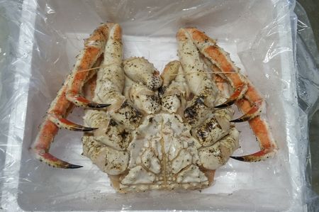 本タラバガニ2.3kg前後×1尾 E-57006