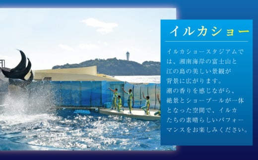 水族館 チケット 新江ノ島水族館 年間 パスポート 引換券 ( 大人 1枚 ) 江ノ島 江の島 えのすい 利用券 券 体験チケット イルカショー 体験型 アクティビティ 入場券 前売り券 お出かけ 家