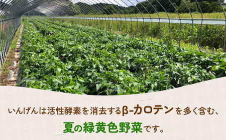 【2026.7月以降順次出荷】さやいんげん 2kg バラ詰め サイズ混合 北海道 豊浦町