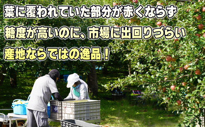 1月発送【糖度保証】家庭用 葉取らず サンふじ 約10kg【訳あり】【鶴翔りんごGAP部会 青森県産 津軽産 リンゴ 林檎】