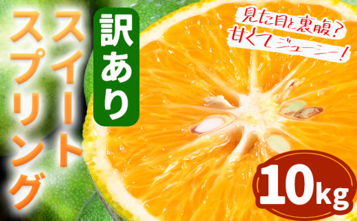 訳あり スイートスプリング  10kg 都呂々みかん生産者グループ《2025年12月上旬-2026年1月下旬頃出荷予定》  箱入り | フルーツ 果物 くだもの 柑橘 みかん ミカン 蜜柑 熊本県 苓北町