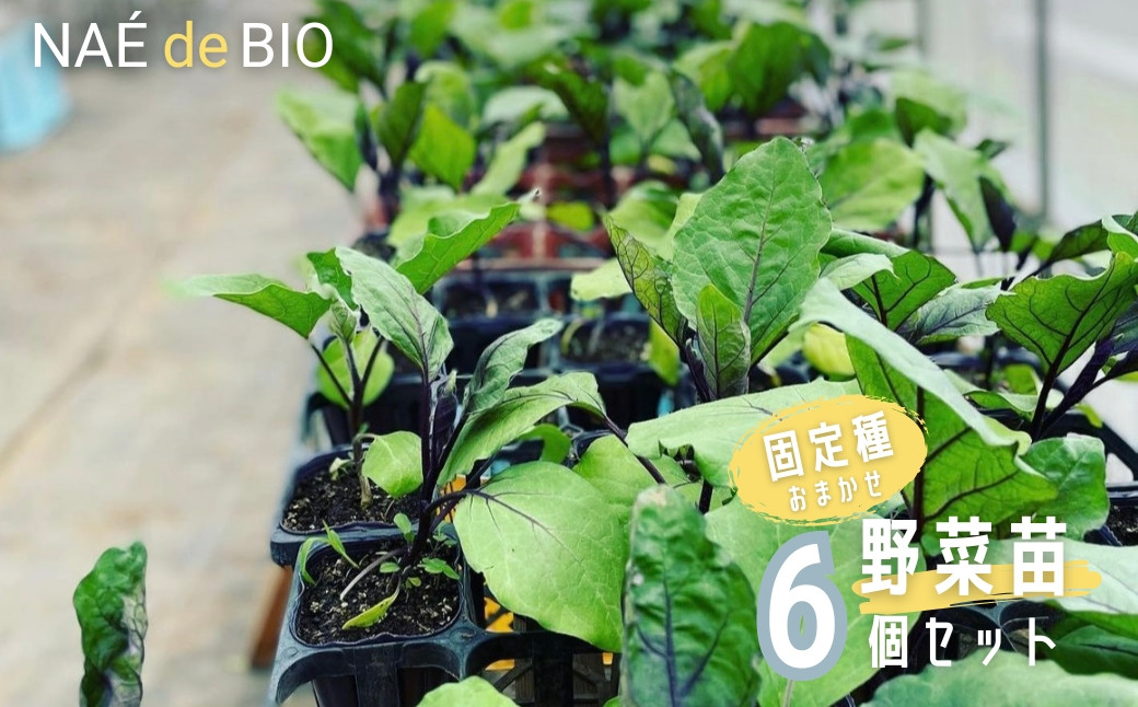 
            【NAÉ de BIO】野菜苗 固定種 おまかせ 6個セット 有機農家 ないとう農園 有機農業 土壌医
          