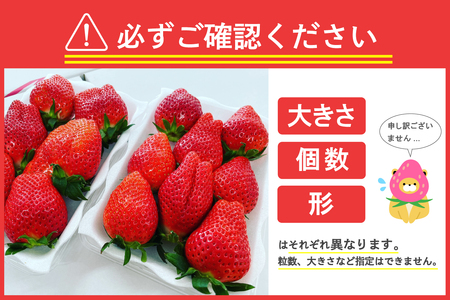 《先行受付》※1月上旬より順次発送※ いちご「 やよいひめ 」約350g×2パック 群馬県 千代田町 ＜斉藤いちご園＞大粒 完熟収穫 大容量 とれたて 新鮮 送料 無料 数量 限定 甘い 豊かな 香り