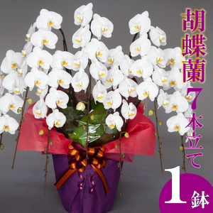 胡蝶蘭 7本立て 白  お祝い 須崎洋蘭園