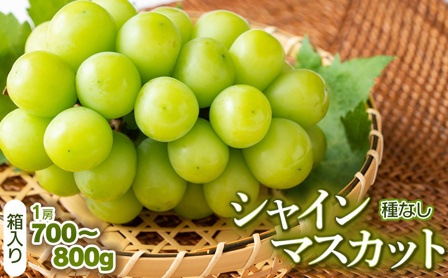
                  【令和8年産先行予約】シャインマスカット（種なし）1房 箱入り 700～800g　山形県鶴岡市　サンエイファーム　| ぶどう ブドウ 葡萄 マスカット 甘い 旬 産地直送 果物 くだもの フルーツ ギフト 贈答 人気 お取り寄せ 返礼品

                