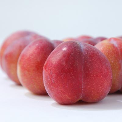 ふるさと納税 山形市 ★フルーツ王国山形★山形プラム(秋姫)1.2kg すもも【令和8年産先行予約】FS25-097 |  | 01