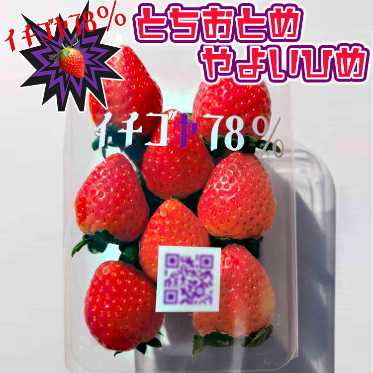 早く見つけて～！！甘い！美味しい！と巷で噂の苺をいっぱい食べてる人程食べてほしい? とちおとめ260g×2＆やよいひめ260g×2  | いちご 苺 イチゴ 約 1キロ 食べ比べ フルーツ おいしい やよい姫 トチオトメ 取り寄せ お取り寄せ 食べくらべ ギフト 贈答 贈り物 プレゼント  茨城県 古河市 直送 農家直送 産地直送 ※北海道・沖縄・離島への配送不可 ※2025年12月下旬頃より順次発送予定 _FE03