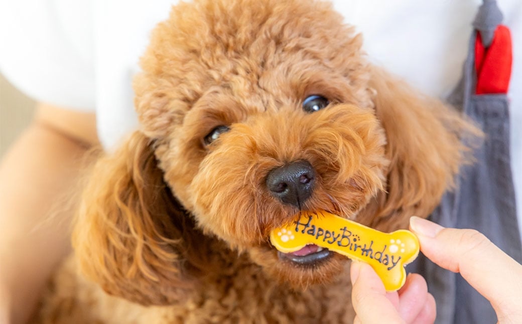愛犬用 オーダークッキー缶