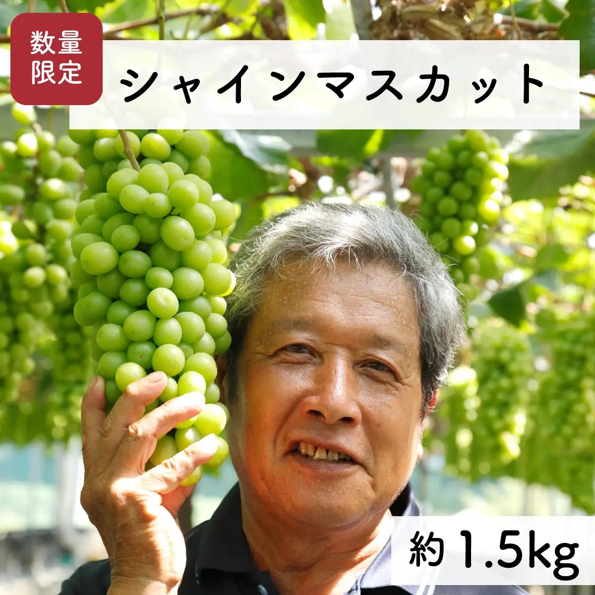【先行予約・2026年9月】シャインマスカット 1.5kg 特大サイズ｜産地直送・農家直送・数量限定