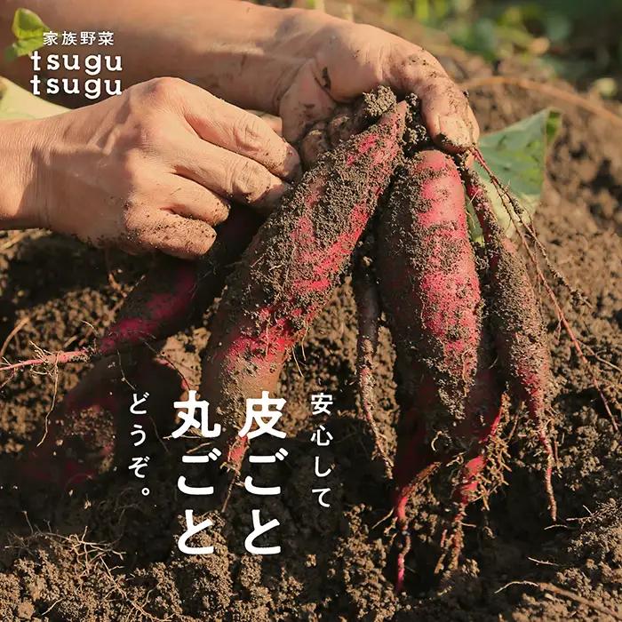【先行予約】 紅はるか 2.5kg ねっとり甘～い おいもさん【農薬・化学肥料不使用】