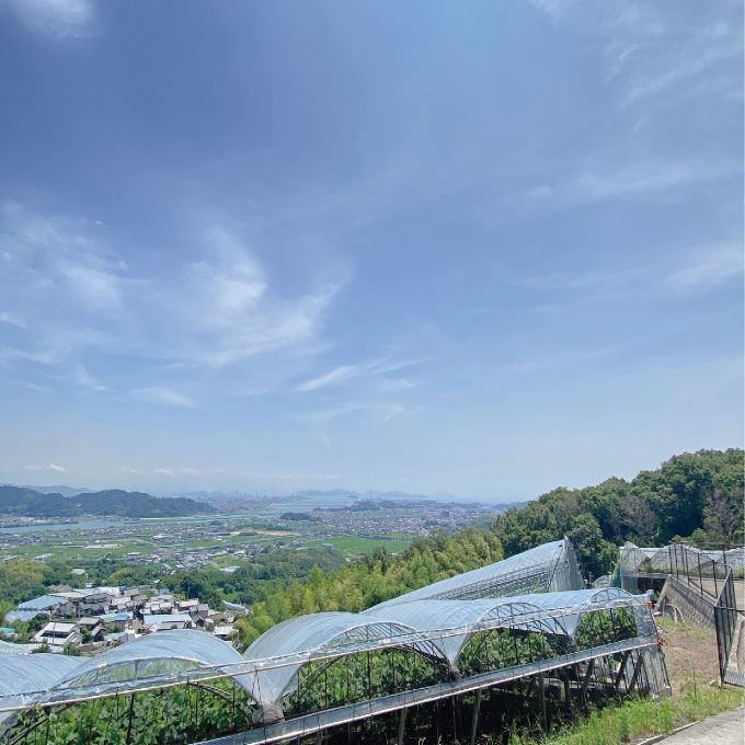 [HS] ぶどう 2025年 先行予約 9月・10月発送 最高級品 シャインマスカット 晴王 2房 約1.4kg ブドウ 葡萄 岡山県産 船穂産 フルーツ 果物 ギフト