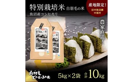 【通年受付】≪令和7年産≫ 農家直送！魚沼産コシヒカリ特別栽培「白羽毛の米」精米 (5kg×2袋) 10kg お米 白米 