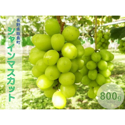 【ふるさと納税】中央アルプス山麓のシャインマスカット　800g【配送不可地域：離島】【1657911】