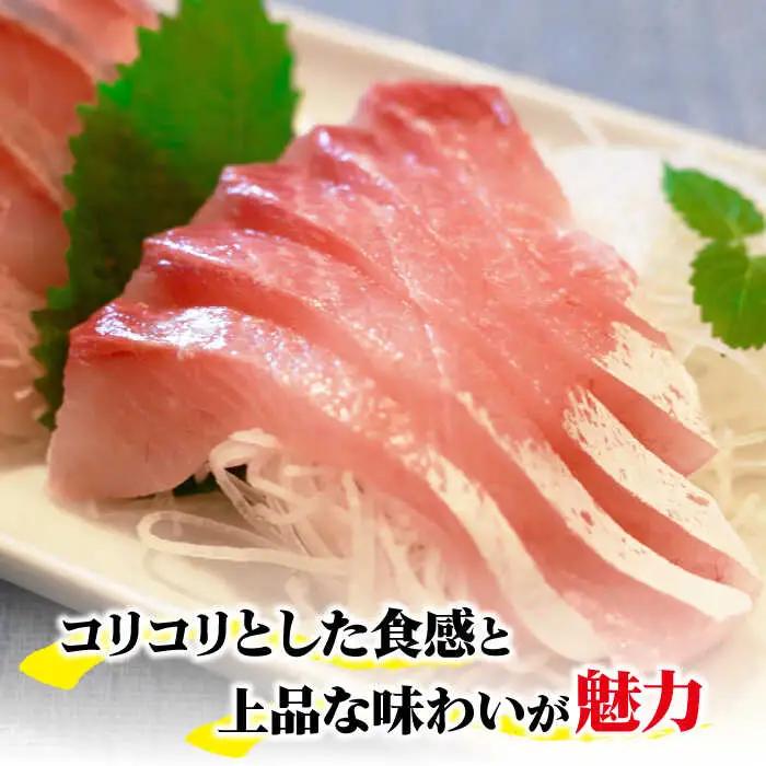 新上五島町産養殖ヒラマサ（ヒラス）1本[RBP005] ヒラマサ ヒラス ヒラマサ ヒラス ヒラマサ ヒラス ヒラマサ ヒラス ヒラマサ ヒラス ヒラマサ ヒラス ヒラマサ ヒラス九州 長崎