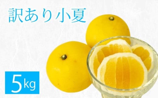 
                  【 早期予約 限定50箱！】 数量限定 あわ地区 小夏 5㎏ 訳あり 柑橘 家庭用 こなつ 無農薬小夏 産地直送 フルーツ 果物 柑橘類 さっぱり 数量限定 夏みかん 旬 みかん 人気 ギフト 贈り物 取り寄せ おすすめ ふるさと納税 高知県 須崎市 AWA012
                