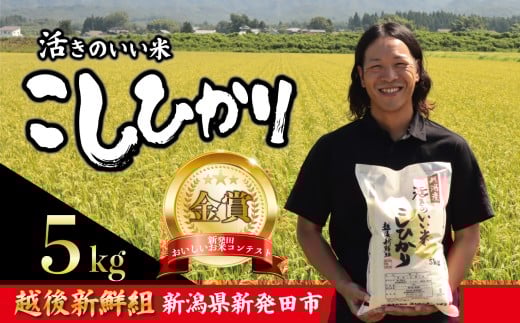 【2026年3月発送】金賞米 コシヒカリ 5kg 令和7年産 こしひかり 精米 白米 ご飯 おにぎり 弁当 新潟県産 新発田産 新潟 米 お米 こめ 受賞 越後新鮮組 新潟県 米 新潟県 新発田市 shinsengumi001_202603