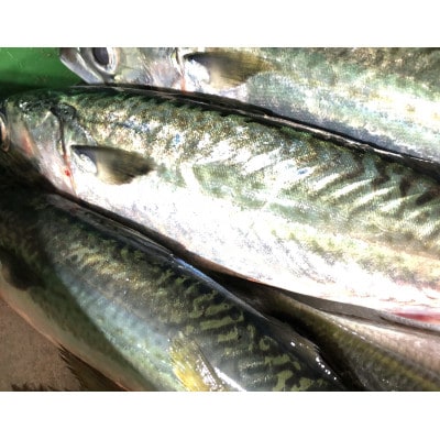 竹中水産の「鯖の天日干し」脂のある大き目を5〜6匹ご用意!【C22−265】【配送不可地域：離島】【1078741】