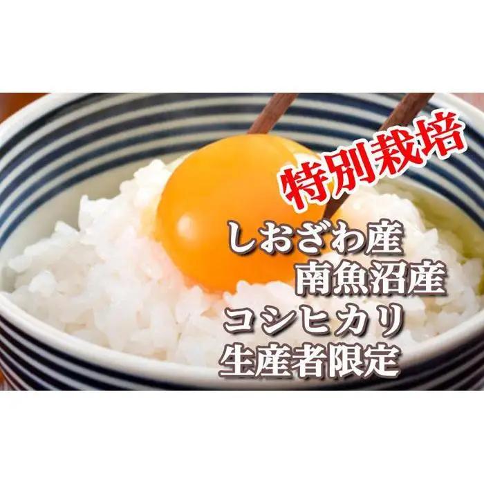 【令和7年産】特別栽培 生産者限定 南魚沼しおざわ産コシヒカリ20Kg【銘柄米 ブランド米 精米 こしひかり コシヒカリ 魚沼産 新潟米 産地直送 お米 米 こめ コメ ご飯 御飯 ごはん】