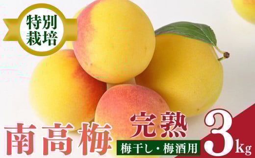 【堀内果実園】奈良県産 特別栽培 大切に育てた南高梅(完熟・梅干し用）3kg | 果実 かじつ 梅 うめ 南高梅 なんこうばい 奈良県 五條市 完熟 梅干し