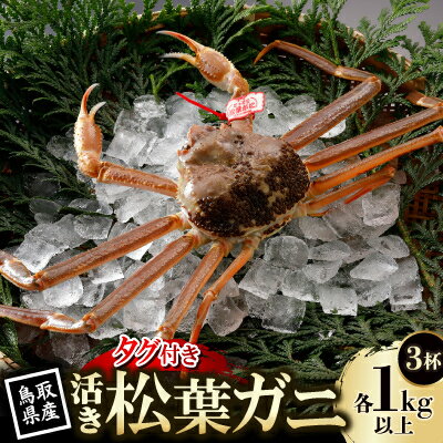 【ふるさと納税】【先行予約】鳥取県産 タグ付き 活 松葉がに 1kg以上×3杯(中村商店)2026年11月発送【配送不可地域：離島・北海道・沖縄県・東北・信越、北陸】【1653858】