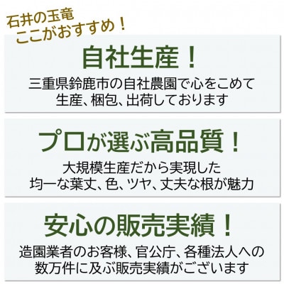 タマリュウ80個　 ポット【三重県産】タマリュウ専門店