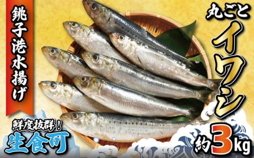 いわし 丸ごとイワシ 約3kg 冷凍 銚子港水揚げ 鰯 イワシ いわし 鰯 イワシ いわし 鰯 イワシ いわし 鰯 イワシ いわし 鰯 イワシ ご飯 酒 肴 酒 つまみ 海鮮 魚 大容量 青魚 おかず 惣菜 魚介 焼魚 魚貝 BBQ おつまみ 弁当 人気 冷凍食品 グルメ 贈答 贈物 ギフト 長期保存 小分け お取り寄せ 贈り物 お歳暮 送料無料 ふるさと納税 千葉県 銚子市 大一奈村魚問屋