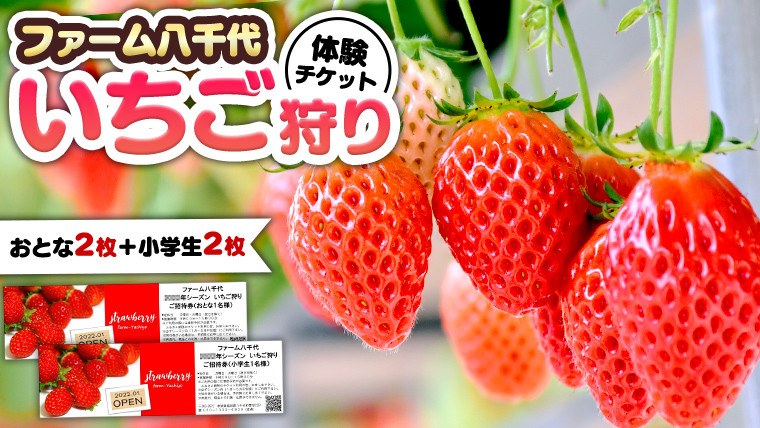 
いちご狩り体験 チケット おとな2枚 小学生2枚 いちご狩り 体験 イチゴ 苺 フルーツ 果物 食べ放題 [BP002ya]
