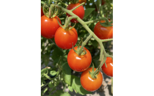 【先行予約受付中】無農薬　無化学肥料　無除草剤　夏のお野菜セット（旬の有機野菜5～10種類前後）