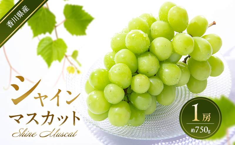 シャインマスカット 1房 (約750g)  葡萄 ぶどう ブドウ フルーツ 果物 くだもの 果実 旬の果物 旬のフルーツ 香川 香川県 東かがわ市