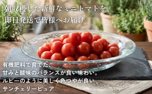 まごころ ミニトマト の宝石箱 1.7kg(約80～110玉)×3箱 計5.1kg